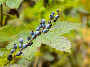 Shaax Currants