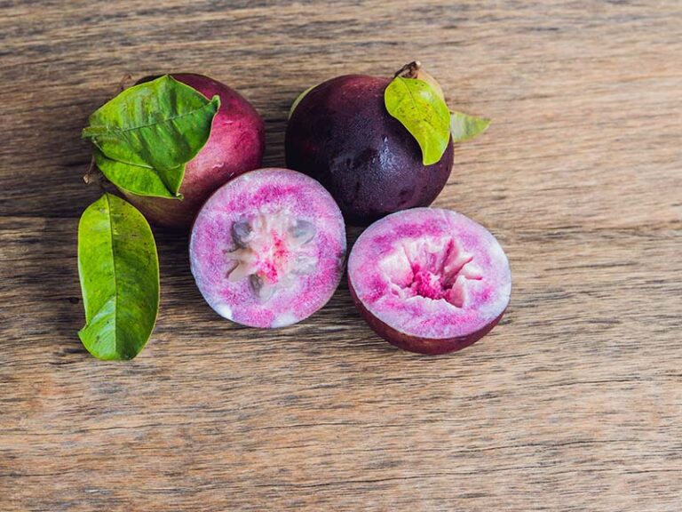 Star Apple Purple