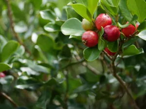 Strawberries Guava Branch