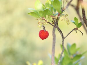 Strawberry Tree Fruit Red
