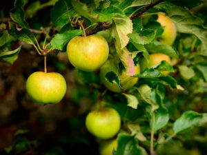 Sunset Apple Fruit