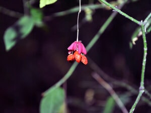 Wahoo Fruit Tiny