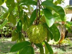 Wild Sugar Apple