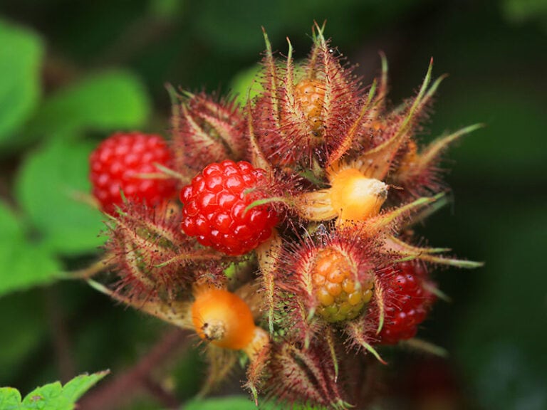 Wineberry Japanese Fruit