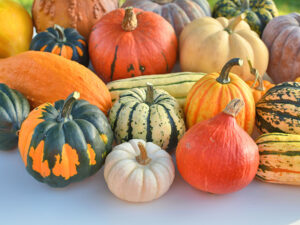 Winter Squash Fruit