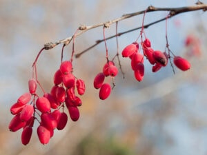 Wolfberry Fruit