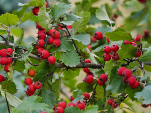 Zalzalak Fruit