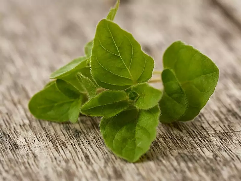 Oregano Leaves