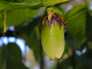 Barbadine Fruit