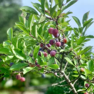 Beach Plum