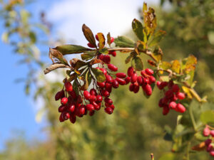 Berberis Vulgaris Barberry