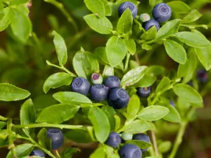 Bilberries Wild Bilberry