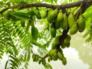 Bilimbi Fruit