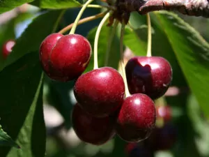 Bing Cherries