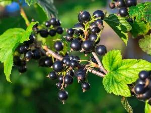 Black Currant Garden