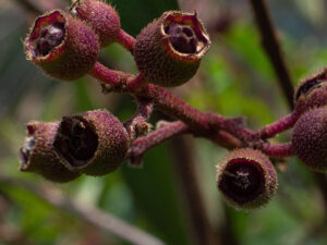 Blue Tongue Fruit