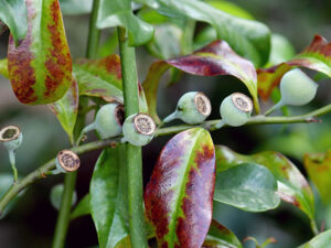 Bolwarra Fruit