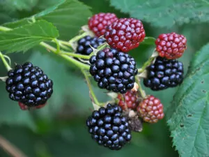 Ripen Berries Bramble