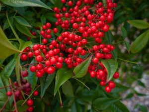 Silver Buffaloberry Red