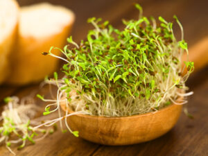 Alfalfa Sprouts