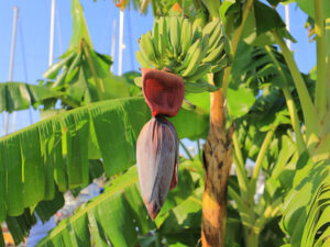 Banana Flower