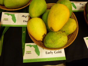 Early Gold Mango