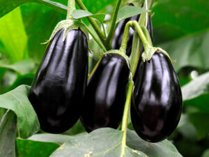 Eggplant Fruit