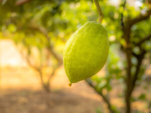 Etrog Yellow