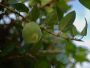 Kakadu Plum