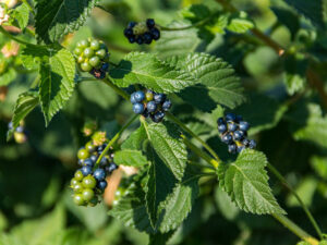 Lantana Berries