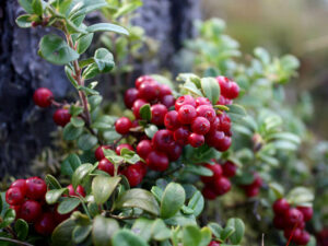 Lingonberry Berries