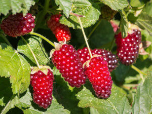 Loganberry Bush