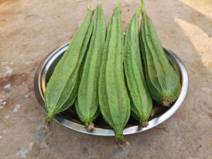 Luffa Gourd