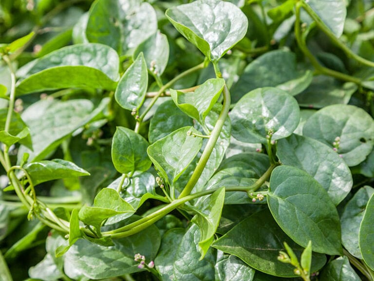 Malabar Spinach