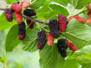 Mulberries Grow