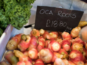 Oca Root