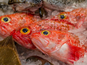 Orange Roughy