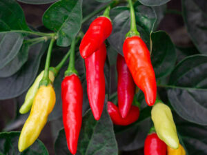 Tabasco Peppers