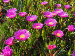 Ice Plant