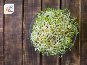 Alfalfa Sprouts