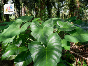 Arrowleaf Elephant Ear