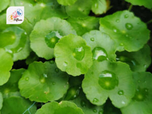 Asiatic Pennywort