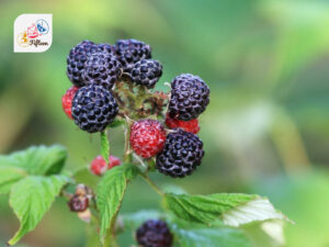 Black Raspberry