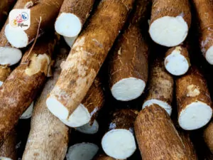 Cassava