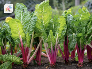 Chard