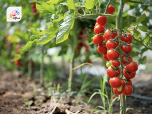 Cherry Tomato