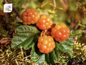 Cloudberry