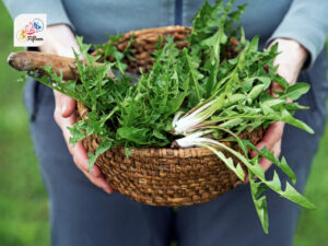 Dandelion Greens