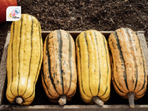 Delicata Squash