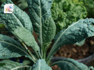 Dinosaur Kale